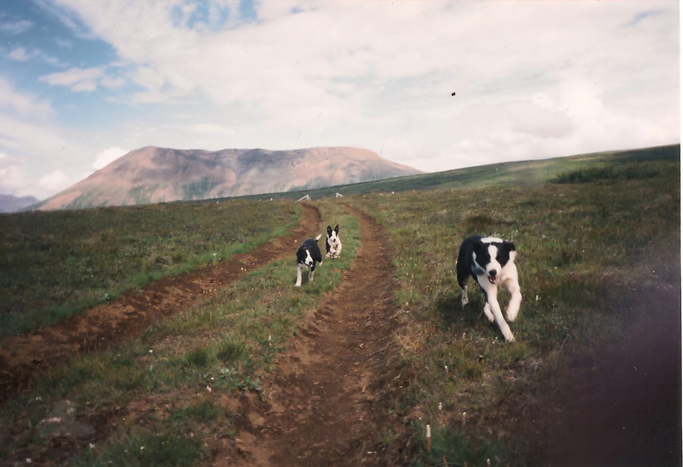 Hundar på en stig